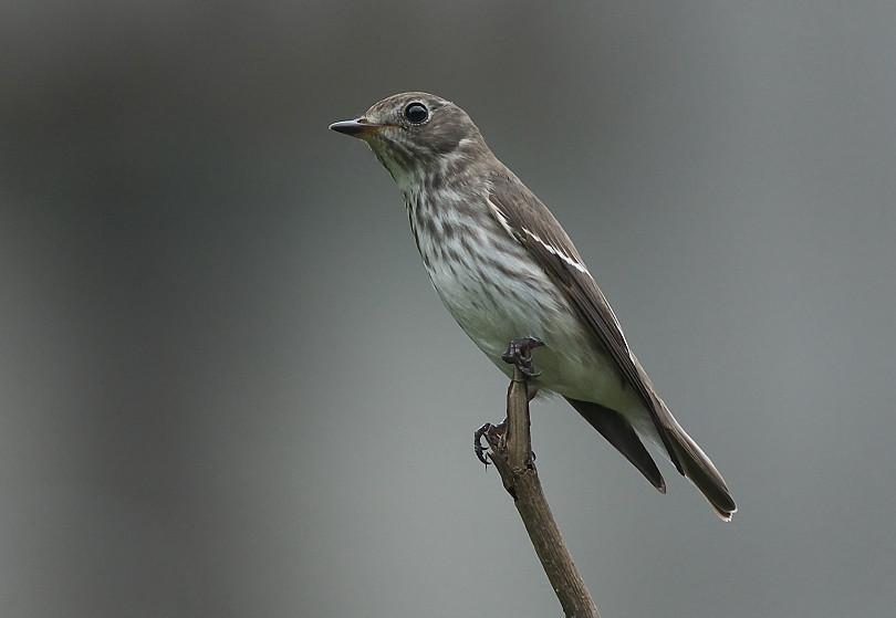 image Grey-streaked Flycatcher